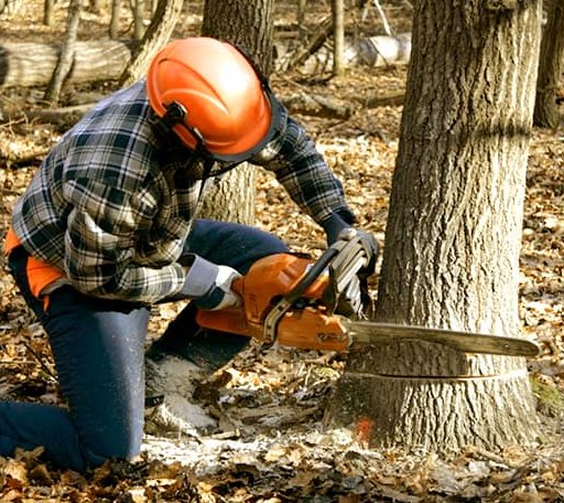 Tree Removal in Challenge, CA